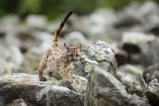 Puma americká (Puma concolor) 