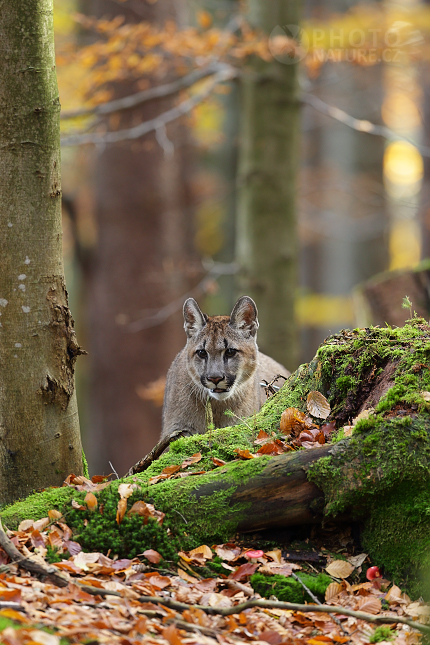 Puma americká (Puma concolor) 