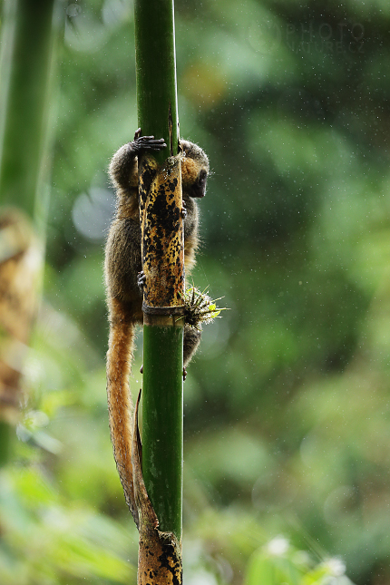 Lemur zlatý (Hapalemur aureus)