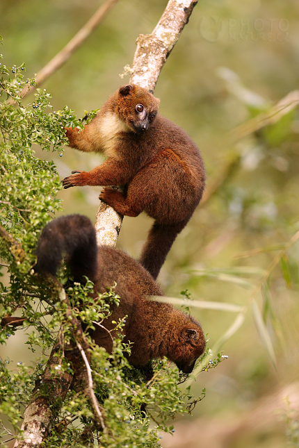 Lemur červenobřichý (Eulemur rubriventer)