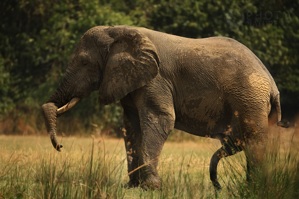 Slon africký (Loxodonta africana), Uganda