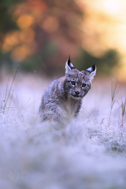 Rys ostrovid (Lynx lynx)