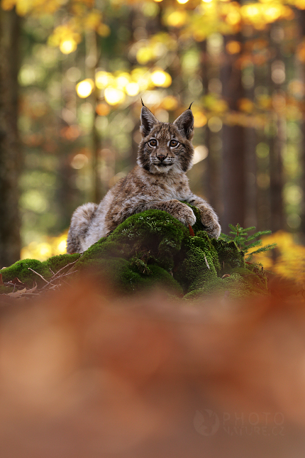 Rys ostrovid (Lynx lynx)