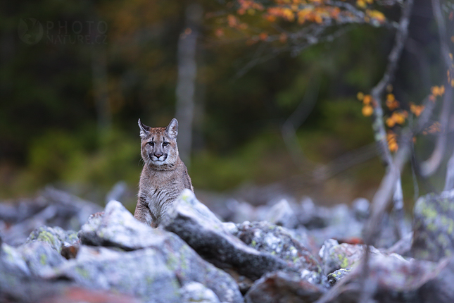 Puma americká (Puma concolor) 