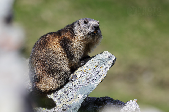 Svišť horský (Marmota marmota) 