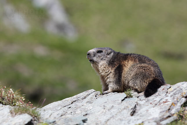 Svišť horský (Marmota marmota) 