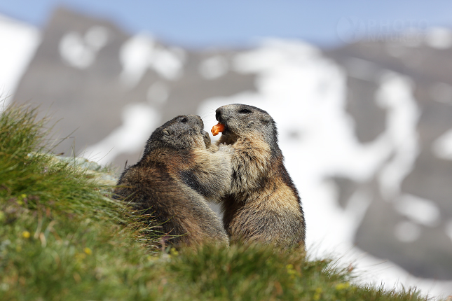 Svišť horský (Marmota marmota) 