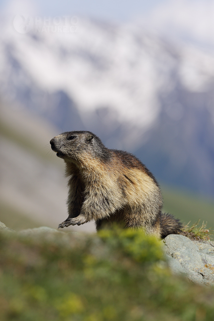 Svišť horský (Marmota marmota) 