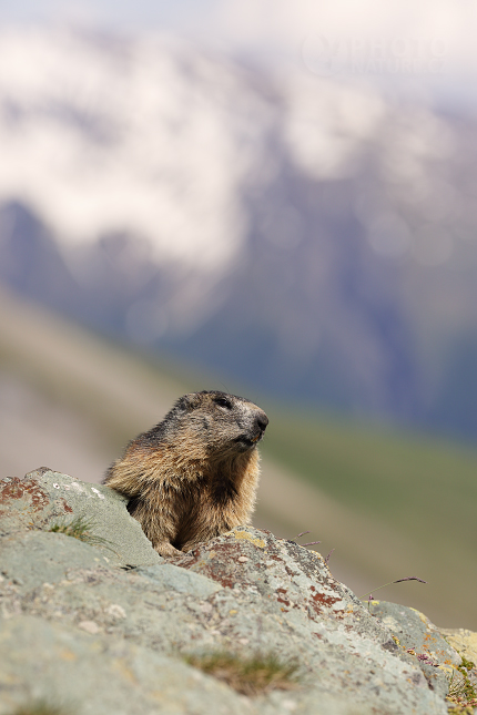 Svišť horský (Marmota marmota) 