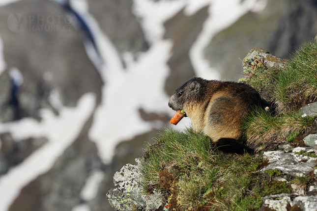 Svišť horský (Marmota marmota) 