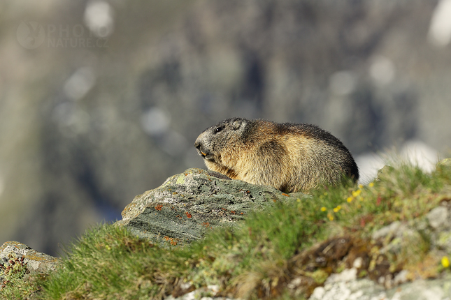 Svišť horský (Marmota marmota) 