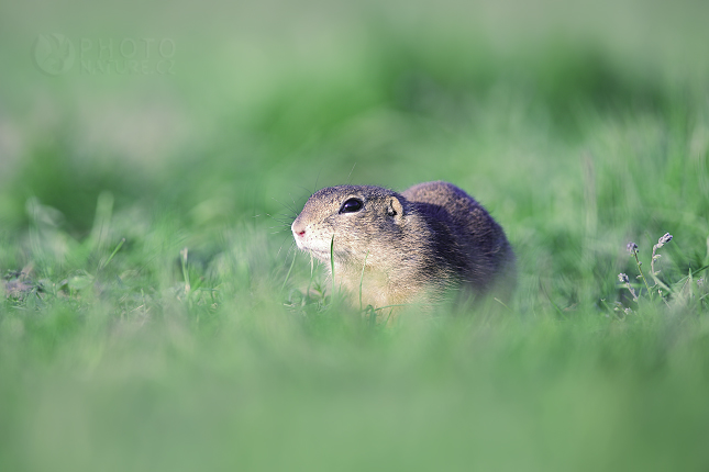 Sysel obecný (Spermophilus citellus)