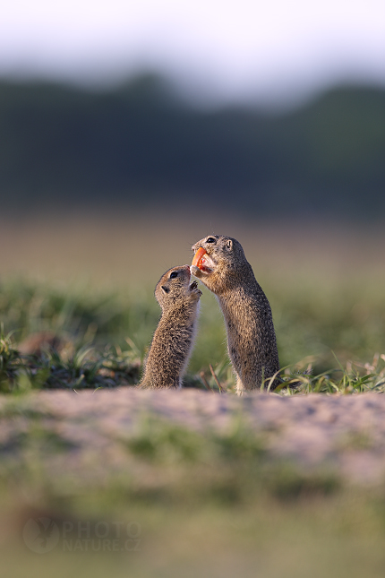 Sysel obecný (Spermophilus citellus) 