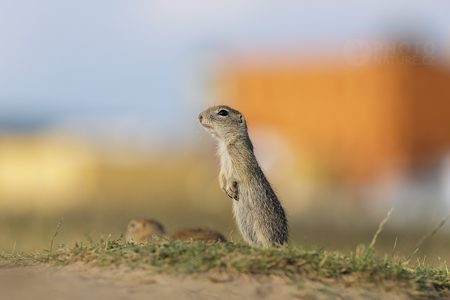 Sysel obecný (Spermophilus citellus) 