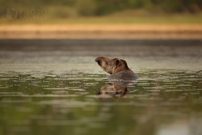 Tapír jihoamerický (Tapirus terrestris), Pantanal