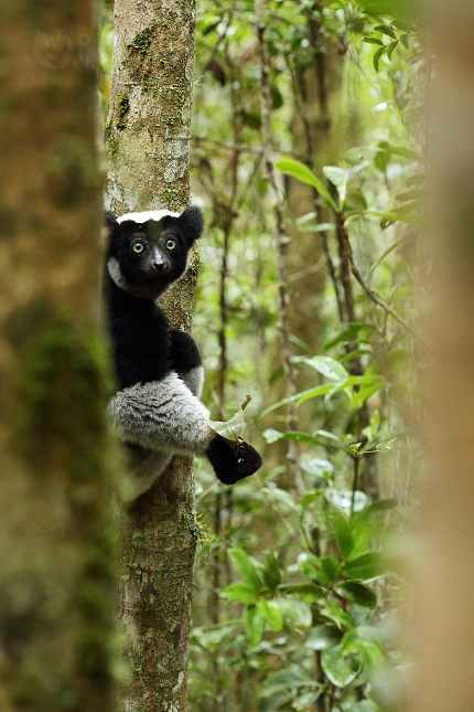 Lemur Indri (Indri indri)