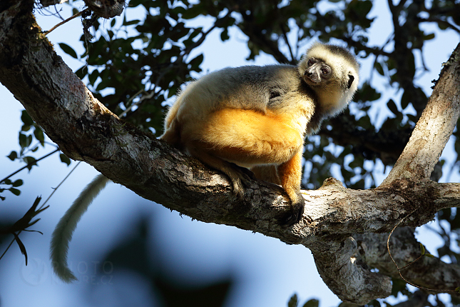 Sifaka velký (Propithecus Diadema)