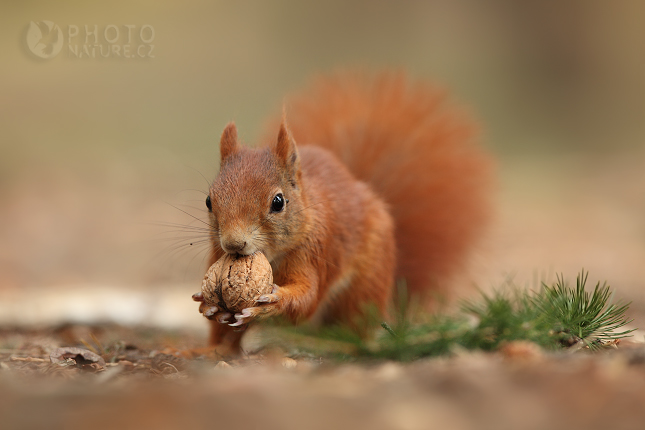 Veverka obecná (Sciurus vulgaris), Česko