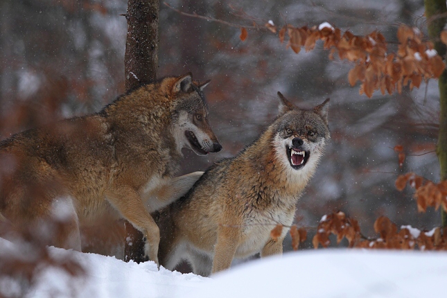 Vlk obecný eurasijský (Canis lupus lupus), Bavorský les