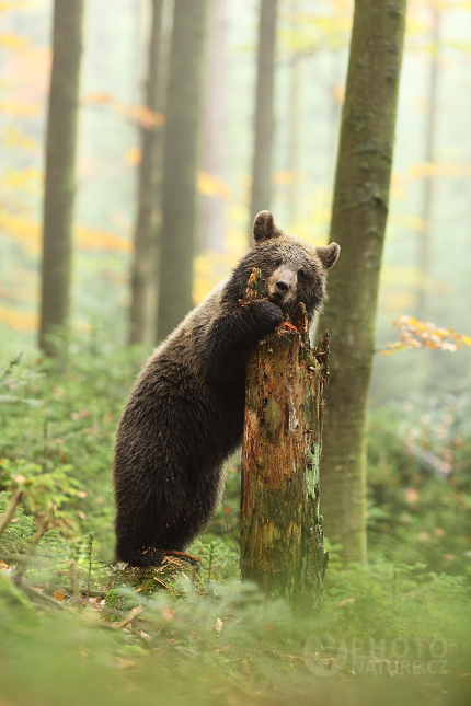 Medvěd hnědý (Ursus arctos)