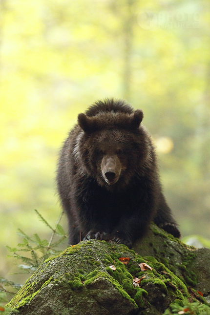 Medvěd hnědý (Ursus arctos)