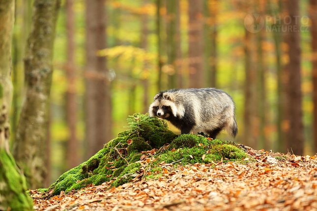 Psík mývalovitý (Nyctereutes procyonoides) 