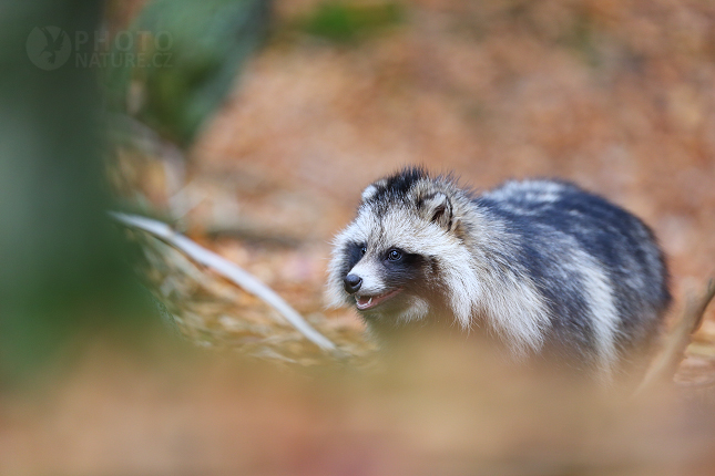 Psík mývalovitý (Nyctereutes procyonoides) 