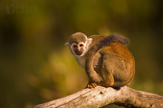 Kotul veverovitý (Saimiri sciureus), ZOO Praha