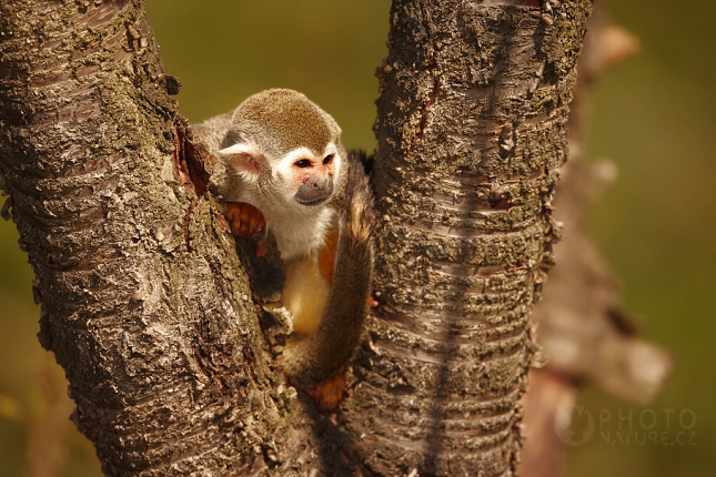 Kotul veverovitý (Saimiri sciureus), ZOO Praha